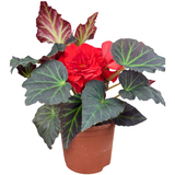 Begonia 'Mocca Scarlet' from Cedar Nursery, Cobham