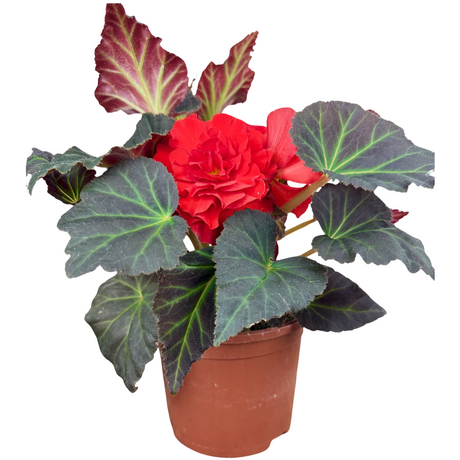 Begonia 'Mocca Scarlet' from Cedar Nursery, Cobham