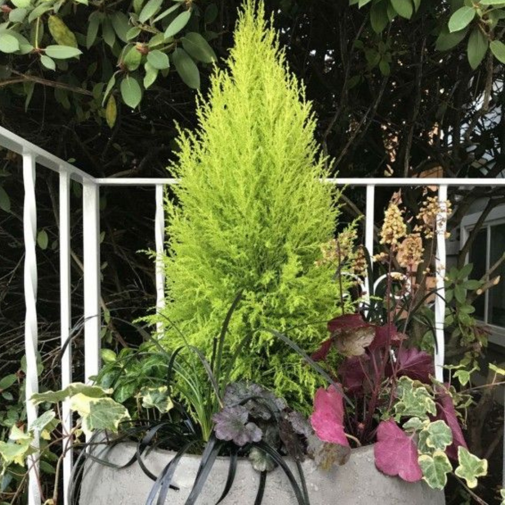 Cupressus macrocarpa 'Wilma' from Cedar Nursery, Cobham