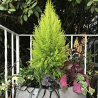 Cupressus macrocarpa 'Wilma' from Cedar Nursery, Cobham