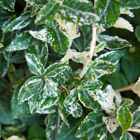 Euonymus fortunei 'Emerald Gaiety' from Cedar Nursery, Cobham