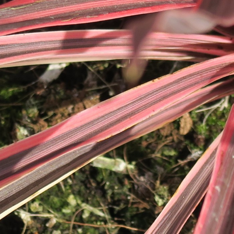 Cordyline australis 'Charlie Boy' from Cedar Nursery, Cobham