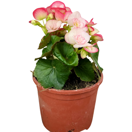 Begonia 'Ilona Camilla' from Cedar Nursery, Cobham