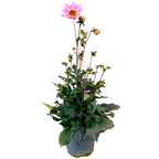 Dahlia 'Dahlegria Pink Flame' with vibrant blooms rising above fresh green foliage from Cedar Nursery