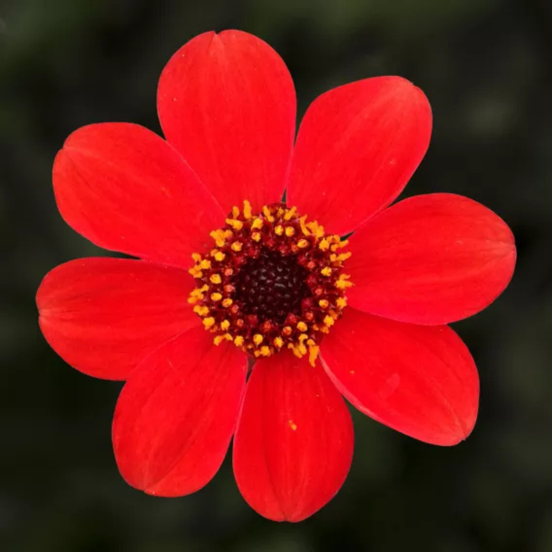 Dahlia 'Dahelgria Orange' from Cedar Nursery, Cobham