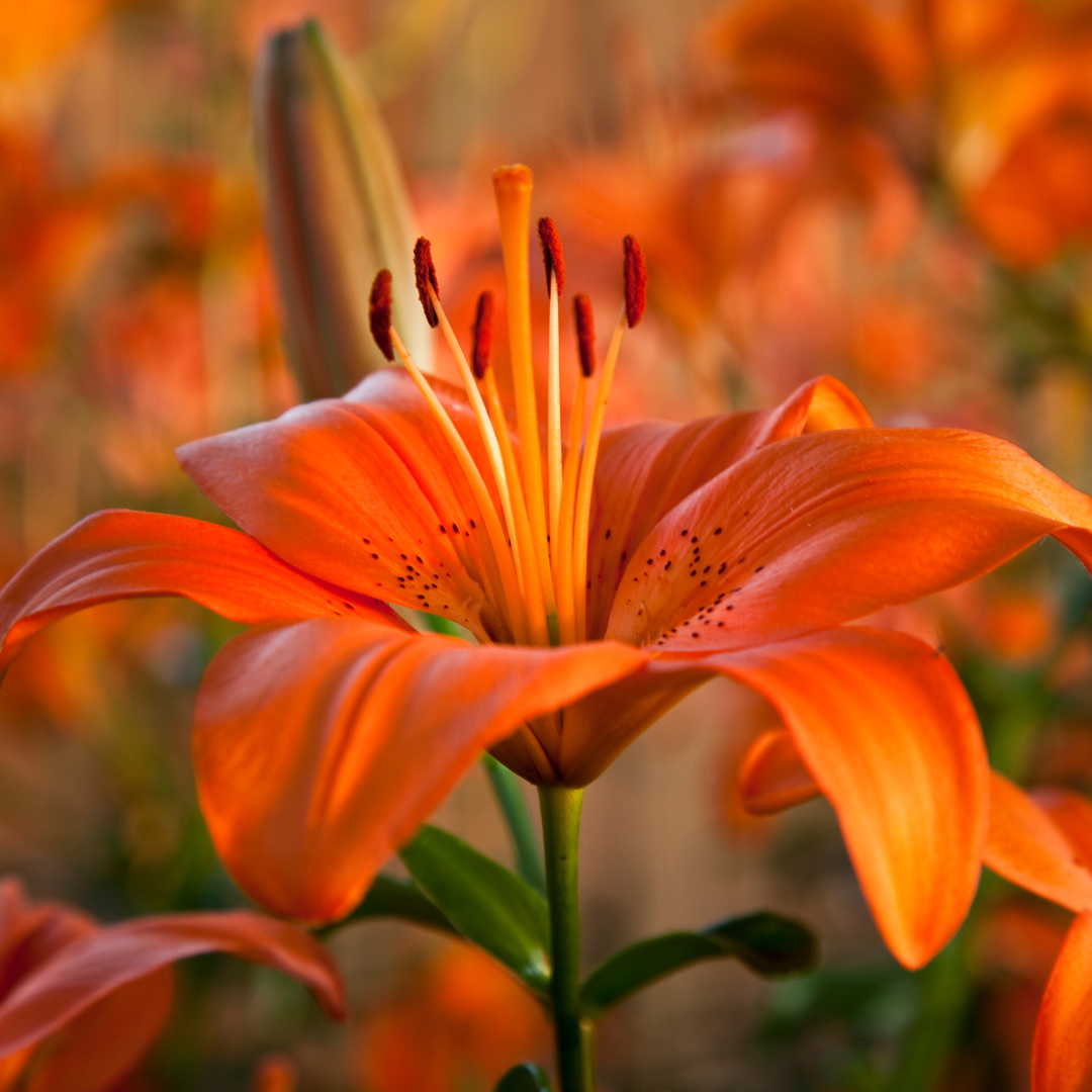 Lilium (Asiatic Group) Orange from Cedar Nursery, Cobham