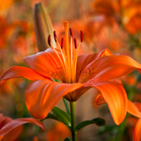 Lilium (Asiatic Group) Orange from Cedar Nursery, Cobham