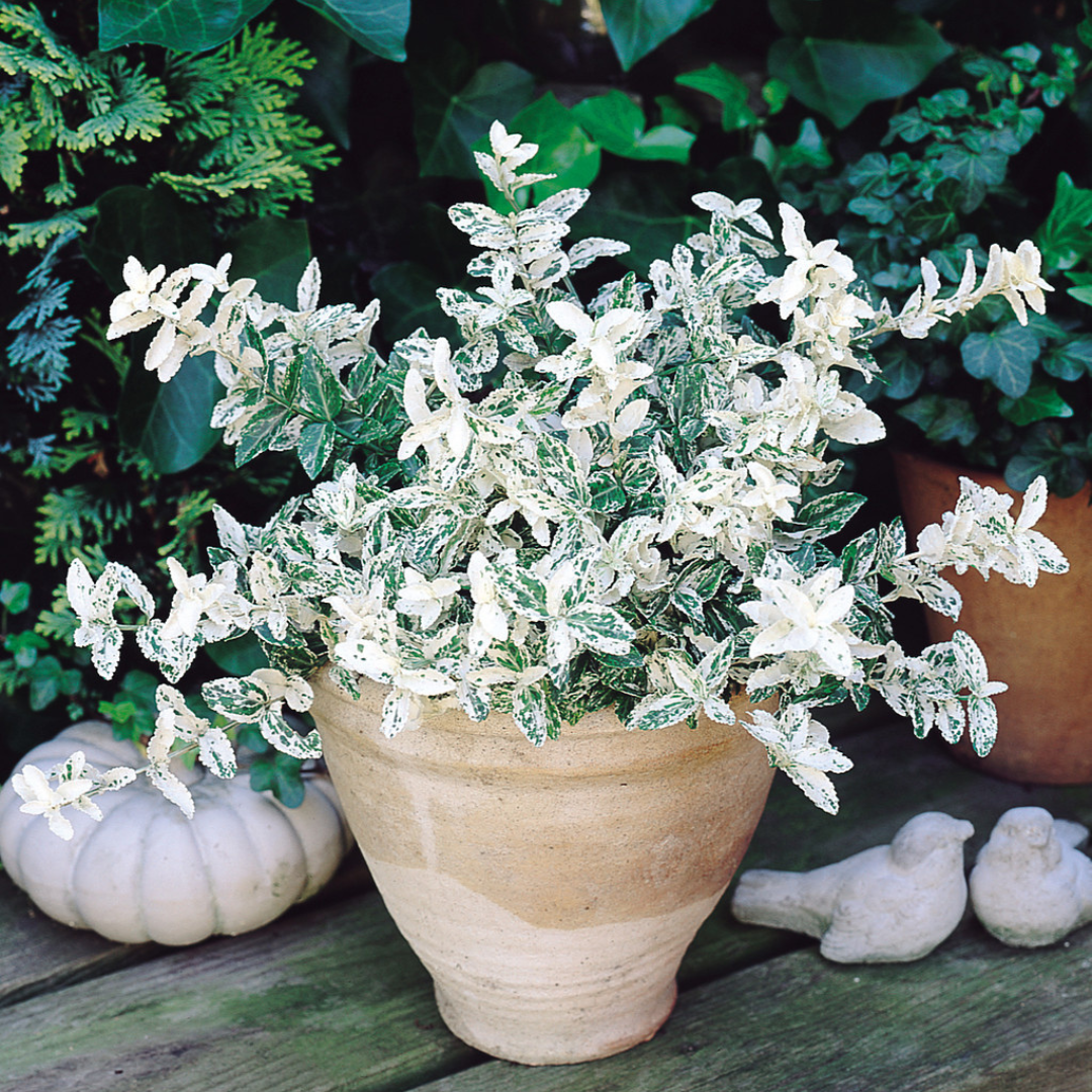 Euonymus fortunei 'Harlequin' from Cedar Nursery, Cobham