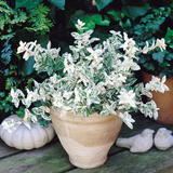 Euonymus fortunei 'Harlequin' from Cedar Nursery, Cobham