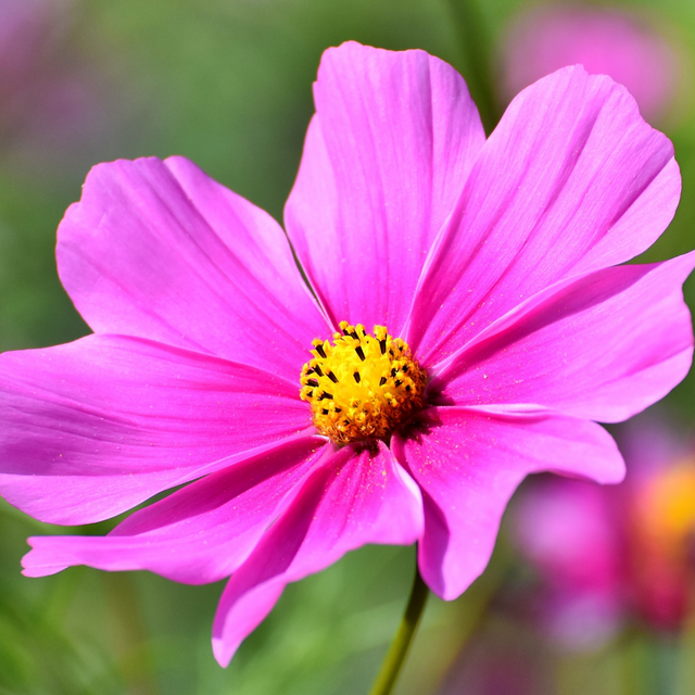 Cosmos bipinnatus 'Apollo Carmine' from Cedar Nursery, Cobham