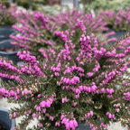 Erica x darleyensis 'Kramer's Rote' - 1.5 litre - Cedar Nursery - Plants and Outdoor Living