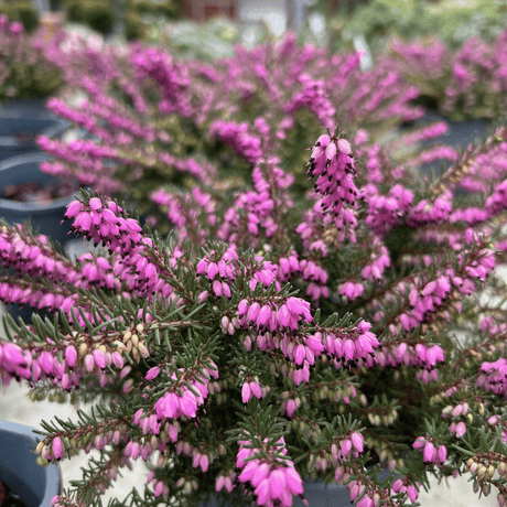 Erica x darleyensis 'Kramer's Rote' - 1.5 litre - Cedar Nursery - Plants and Outdoor Living