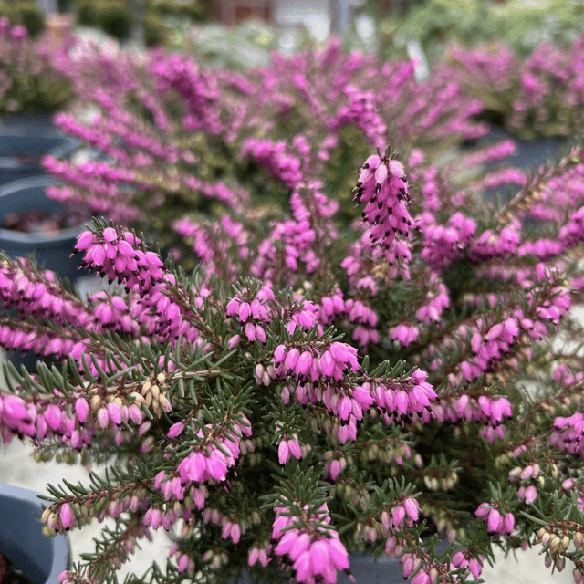 Erica x darleyensis 'Kramer's Rote' - 1.5 litre - Cedar Nursery - Plants and Outdoor Living