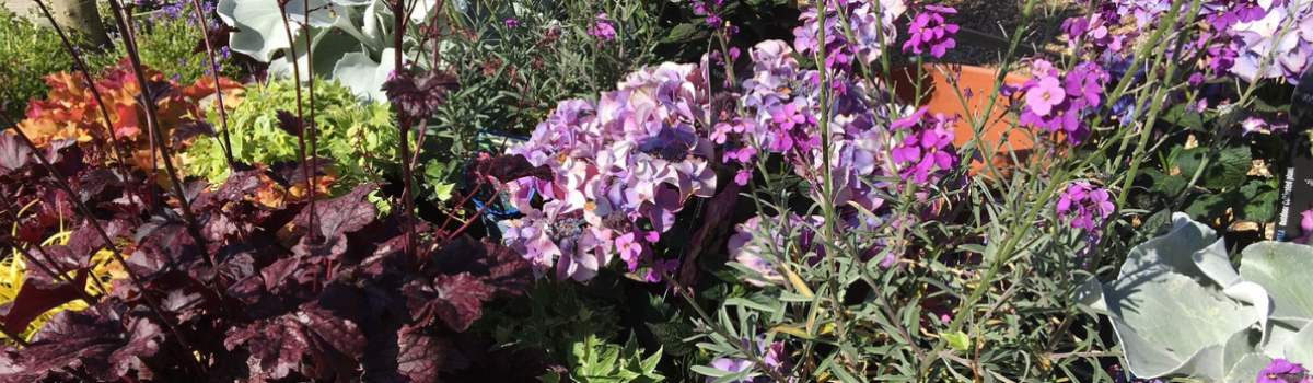 Find the perfect garden plant suited to your conditions - soil, position, sunlight.