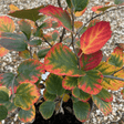 Fothergilla major - 5 litre - Cedar Nursery - Plants and Outdoor Living