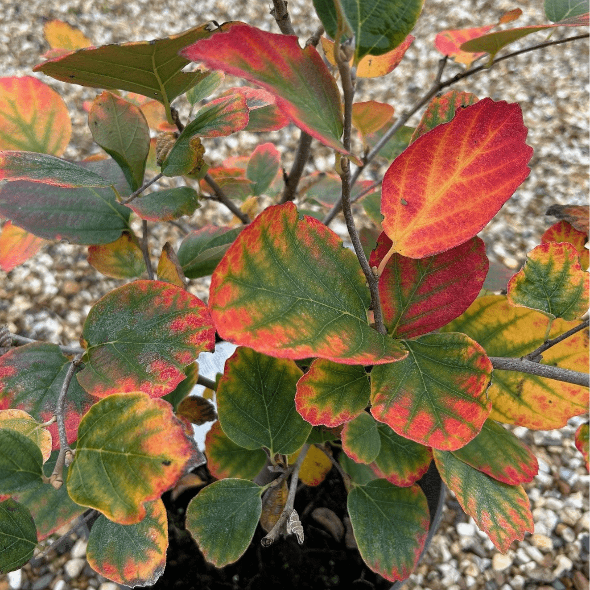 Fothergilla major - 5 litre - Cedar Nursery - Plants and Outdoor Living