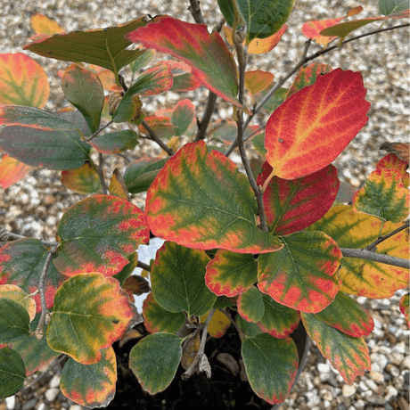 Fothergilla major - 5 litre - Cedar Nursery - Plants and Outdoor Living