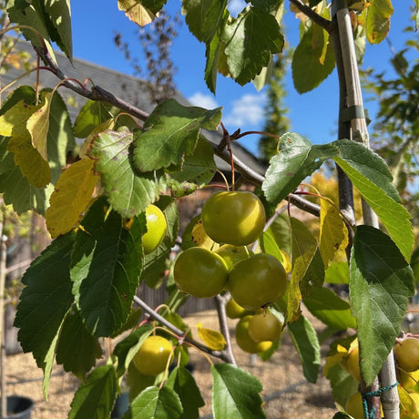 Buy free trees from direct from Cedar Nursery, Surrey