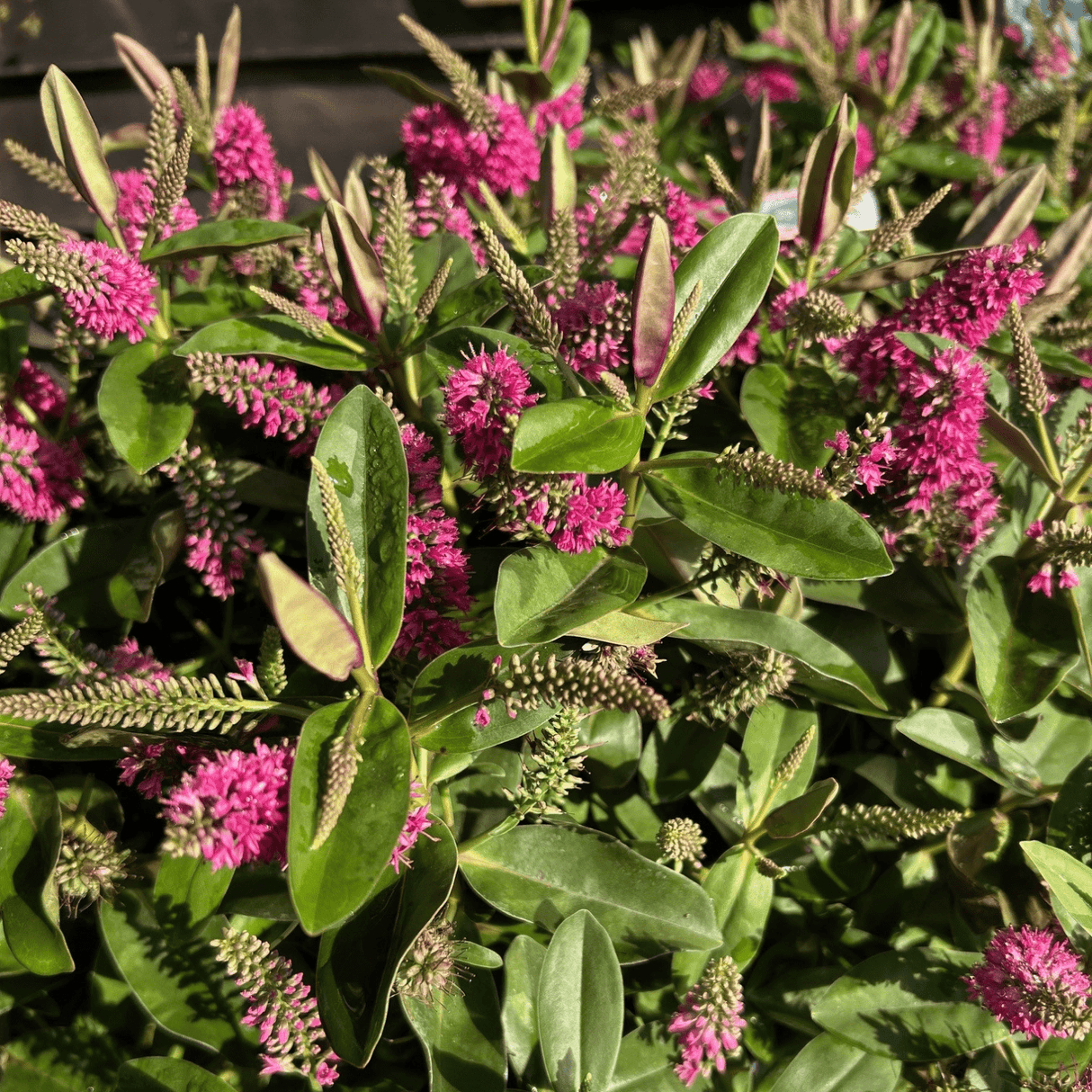 Hebe Addenda Series - Cedar Nursery - Plants and Outdoor Living