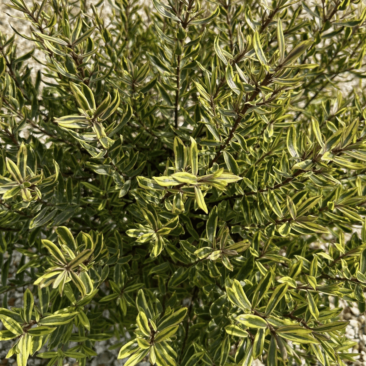 Hebe 'Bronze Baby' (v) - 4 litre - Cedar Nursery - Plants and Outdoor Living