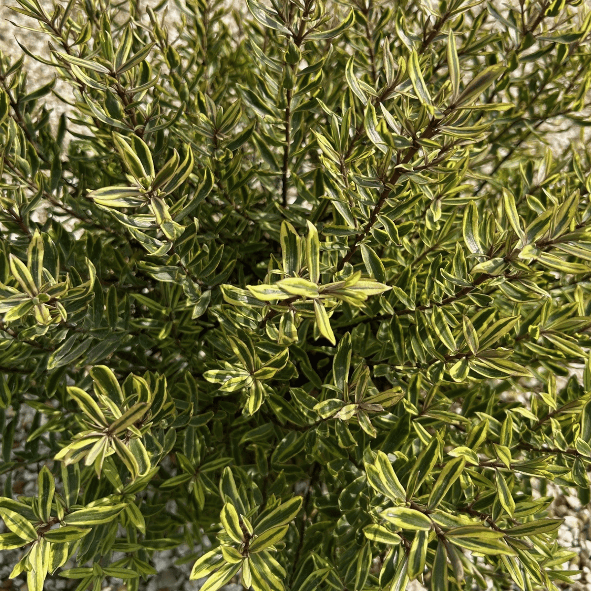 Hebe 'Bronze Baby' (v) - 4 litre - Cedar Nursery - Plants and Outdoor Living