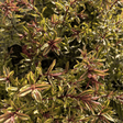 Hebe 'Wild Romance' (v) - 4 litre - Cedar Nursery - Plants and Outdoor Living