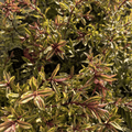 Hebe 'Wild Romance' (v) - 4 litre - Cedar Nursery - Plants and Outdoor Living