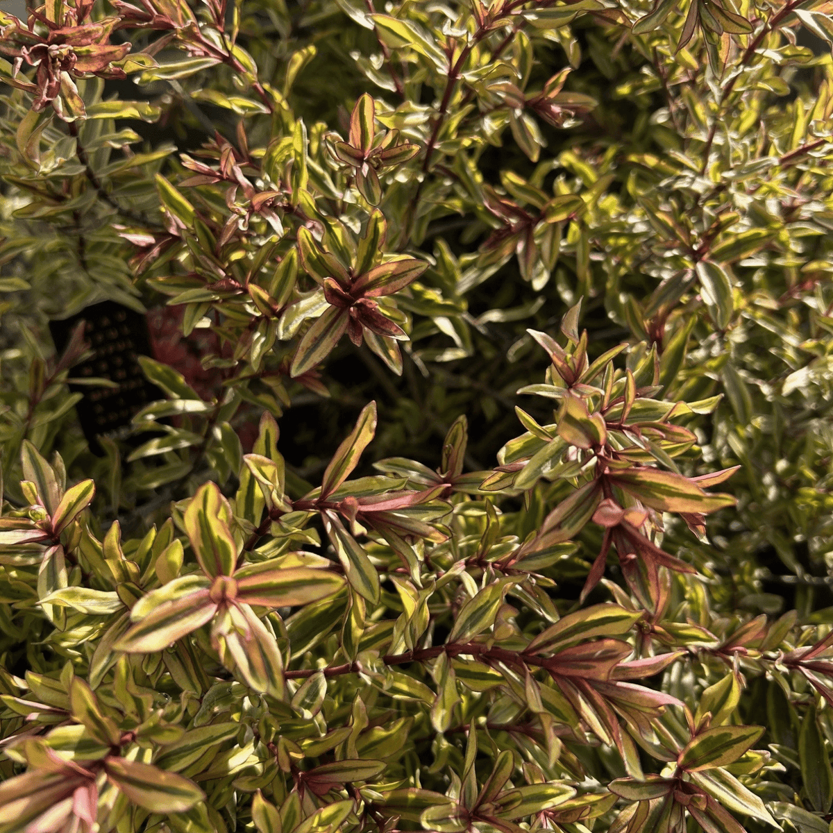 Hebe 'Wild Romance' (v) - 4 litre - Cedar Nursery - Plants and Outdoor Living