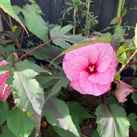 Hibiscus moscheutos Carousel Pink Passion ='Tahi16' (Carousel Series) - Cedar Nursery - Plants and Outdoor Living