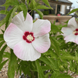 Hibiscus Moscheutos Fujin - Cedar Nursery - Plants and Outdoor Living