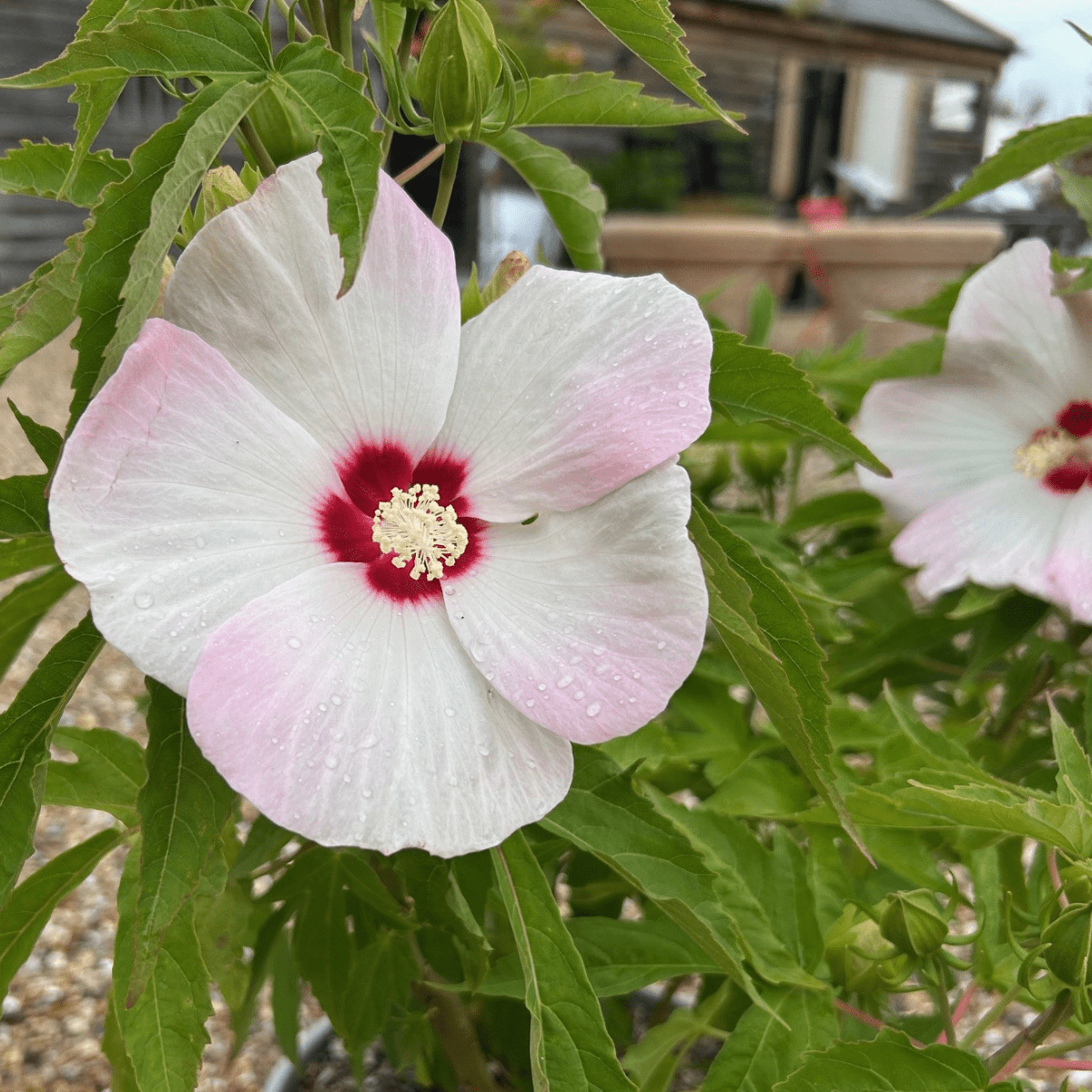 Hibiscus Moscheutos Fujin - Cedar Nursery - Plants and Outdoor Living