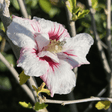 Hibiscus syriacus Pinky Spot ='Minspot' - Cedar Nursery - Plants and Outdoor Living