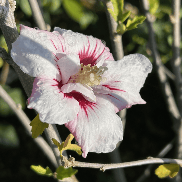 Hibiscus syriacus Pinky Spot ='Minspot' - Cedar Nursery - Plants and Outdoor Living
