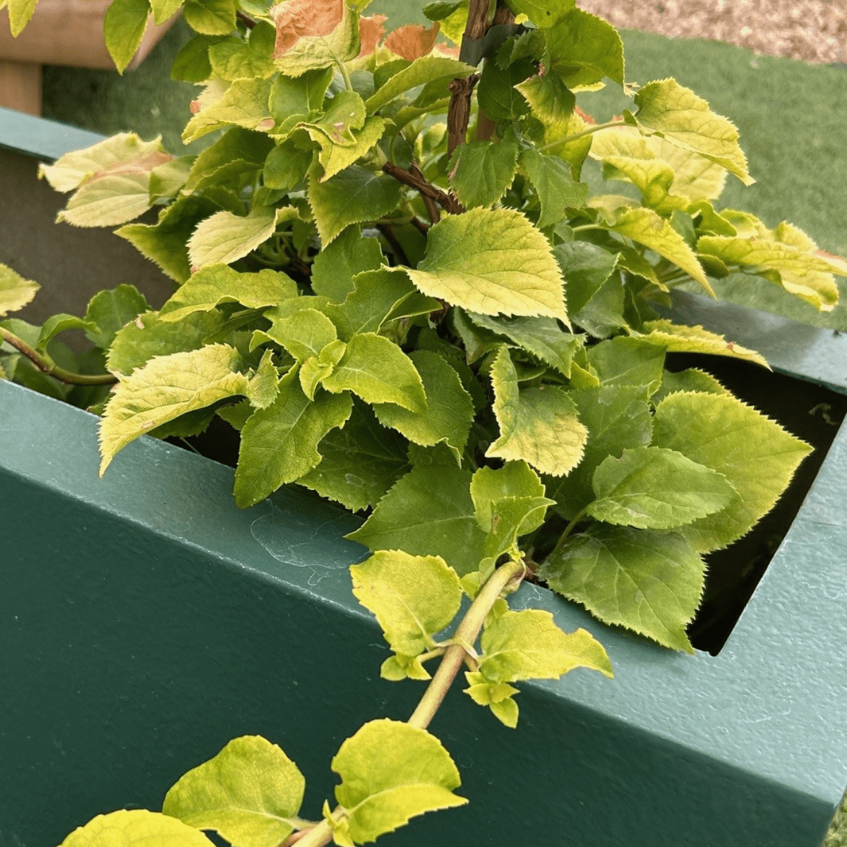 アデニア　ペリエリ Hydrangea anomala subsp. petiolaris 'Bright Side' - 2 litre