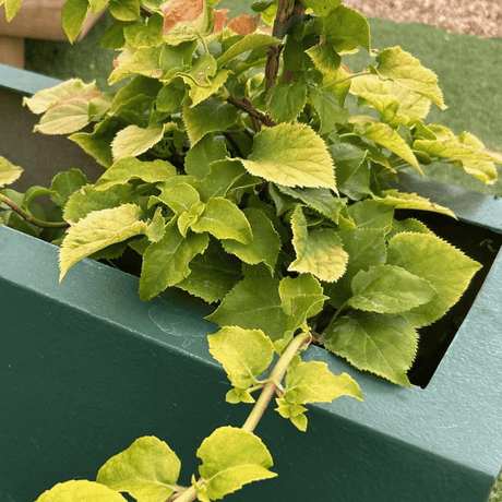 Hydrangea anomala subsp. petiolaris 'Bright Side' - 2 litre - Cedar Nursery - Plants and Outdoor Living