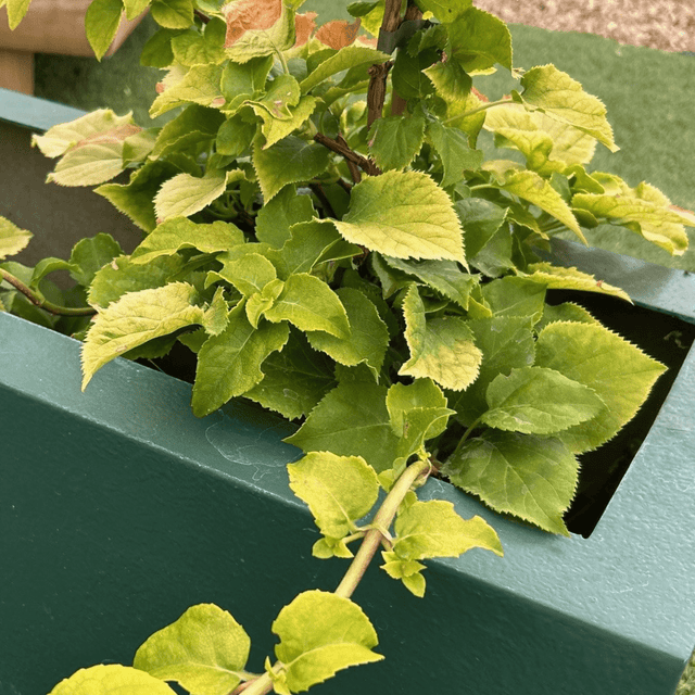 Hydrangea anomala subsp. petiolaris 'Bright Side' - 2 litre - Cedar Nursery - Plants and Outdoor Living