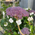 Hydrangea aspera subsp. sargentiana - 15 litre - Cedar Nursery - Plants and Outdoor Living