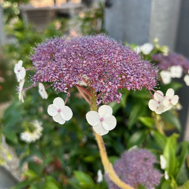 Hydrangea aspera subsp. sargentiana - 15 litre - Cedar Nursery - Plants and Outdoor Living