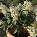 Hydrangea paniculata Pinky - Winky ='Dvppinky' - Cedar Nursery - Plants and Outdoor Living