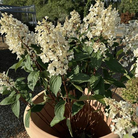 Hydrangea paniculata Pinky - Winky ='Dvppinky' - Cedar Nursery - Plants and Outdoor Living