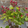 Hypericum x inodorum Magical Series - Cedar Nursery - Plants and Outdoor Living