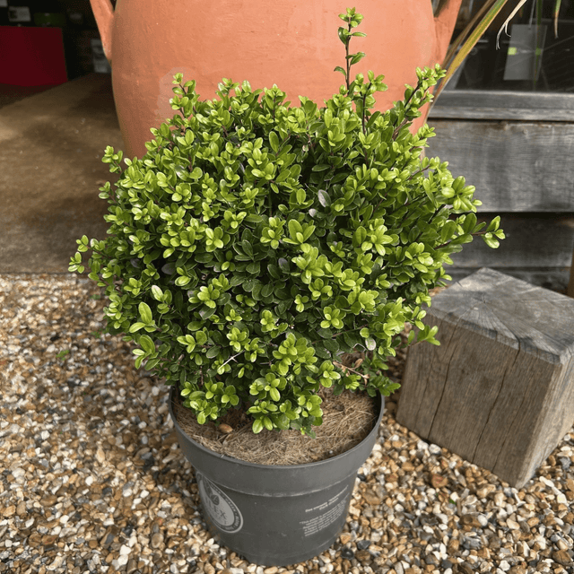 Ilex crenata Dark Green ='Icoprins11' - 25 cm Sphere 5 litre (Japanese Holly) - Cedar Nursery - Plants and Outdoor Living
