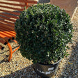 Ilex Dark Green
