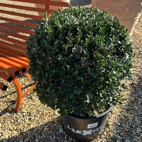Ilex Dark Green