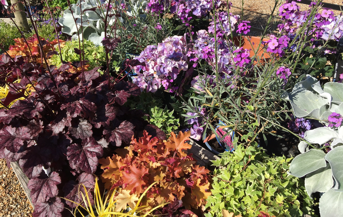 In-stock plants and shrubs available to buy online or in-store at Cedar Nursery, Surrey