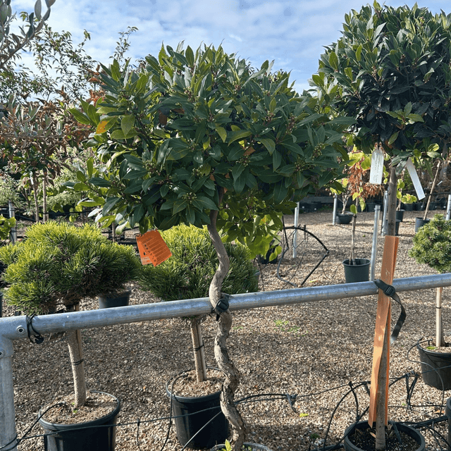 Laurus nobilis - 3/4 Spiral Std 80 cm trunk 45 cm head (Bay) - Cedar Nursery - Plants and Outdoor Living