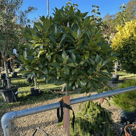 Laurus nobilis - 3/4 Std 90 cm trunk 45 cm head (Bay) - Cedar Nursery - Plants and Outdoor Living