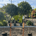 Laurus nobilis - Full Std 110 cm trunk 45 - 50 cm head (Bay) - Cedar Nursery - Plants and Outdoor Living