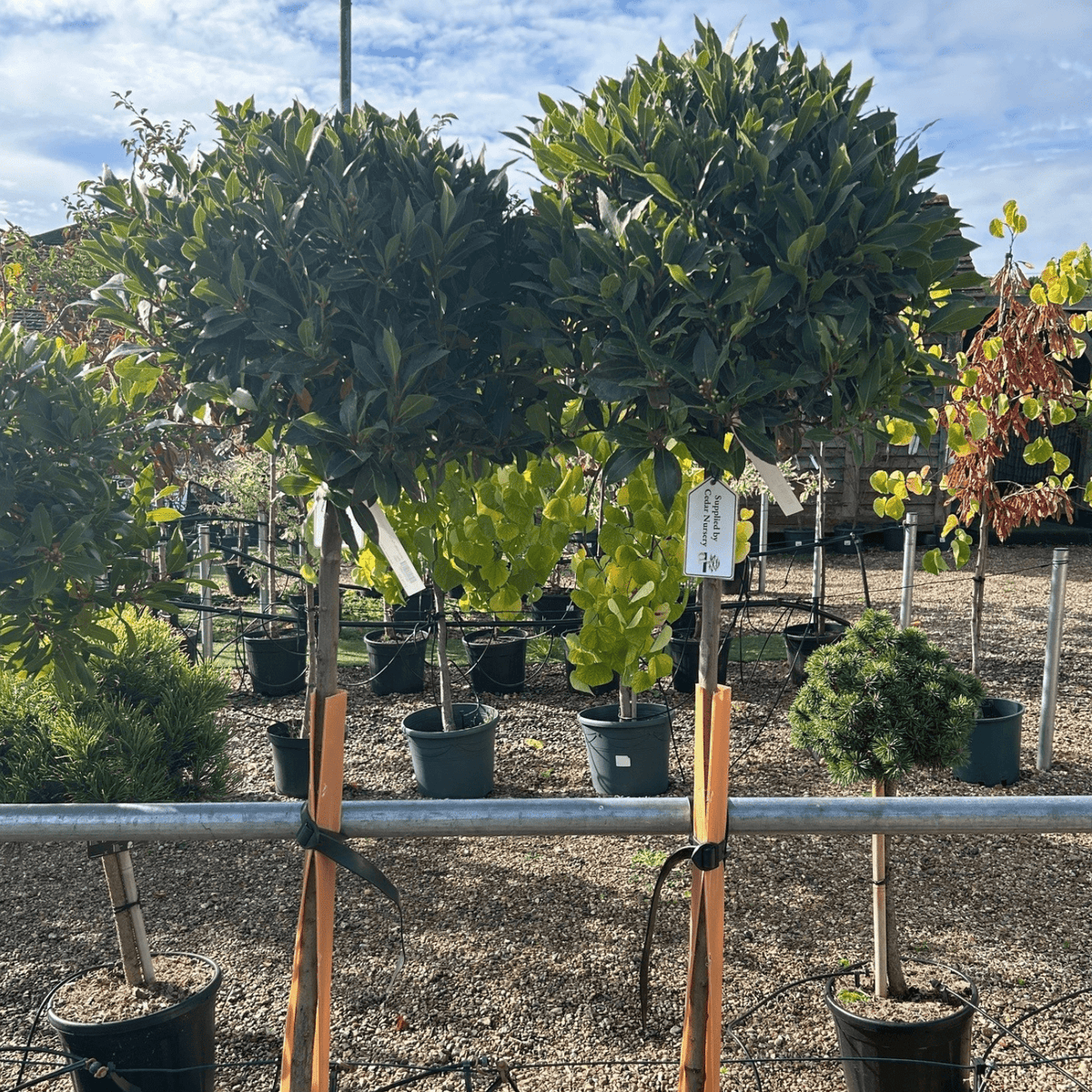 Laurus nobilis - Full Std 110 cm trunk 45 - 50 cm head (Bay) - Cedar Nursery - Plants and Outdoor Living