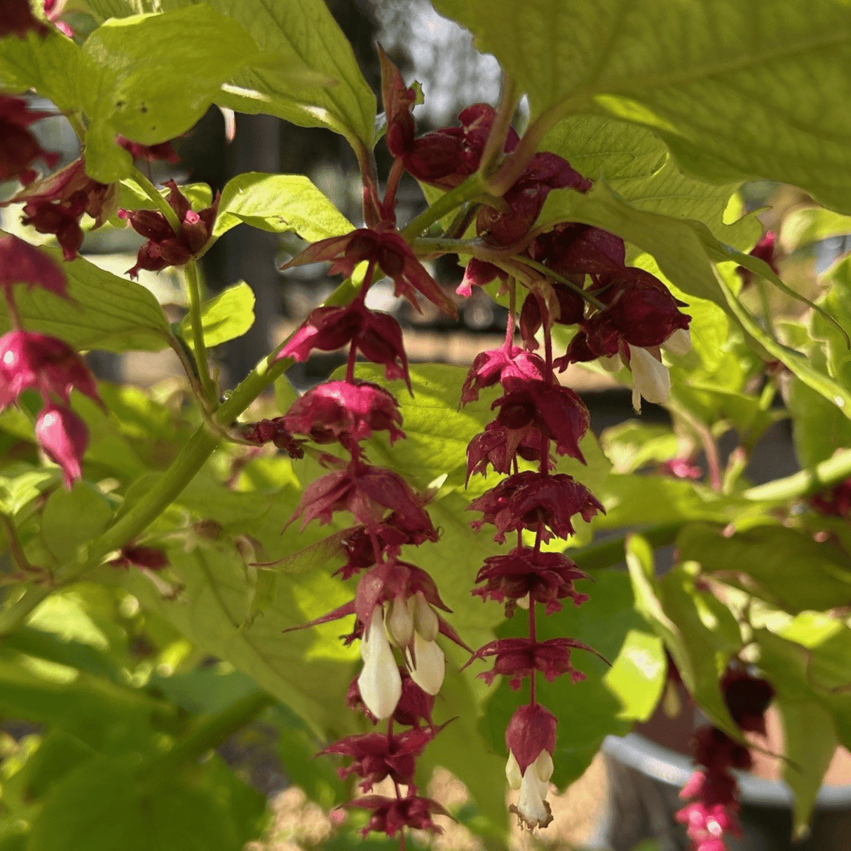Leycesteria formosa - 7.5 litre - Cedar Nursery - Plants and Outdoor Living